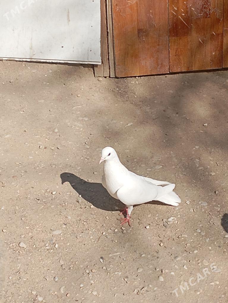 kepderi - Балканабат - img 1