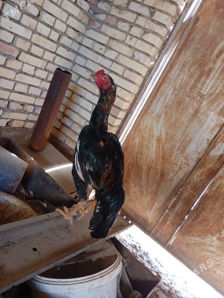 bayes horazlar - Мары - img 1