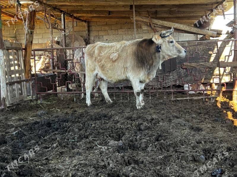 sygyr - Aşgabat - img 1