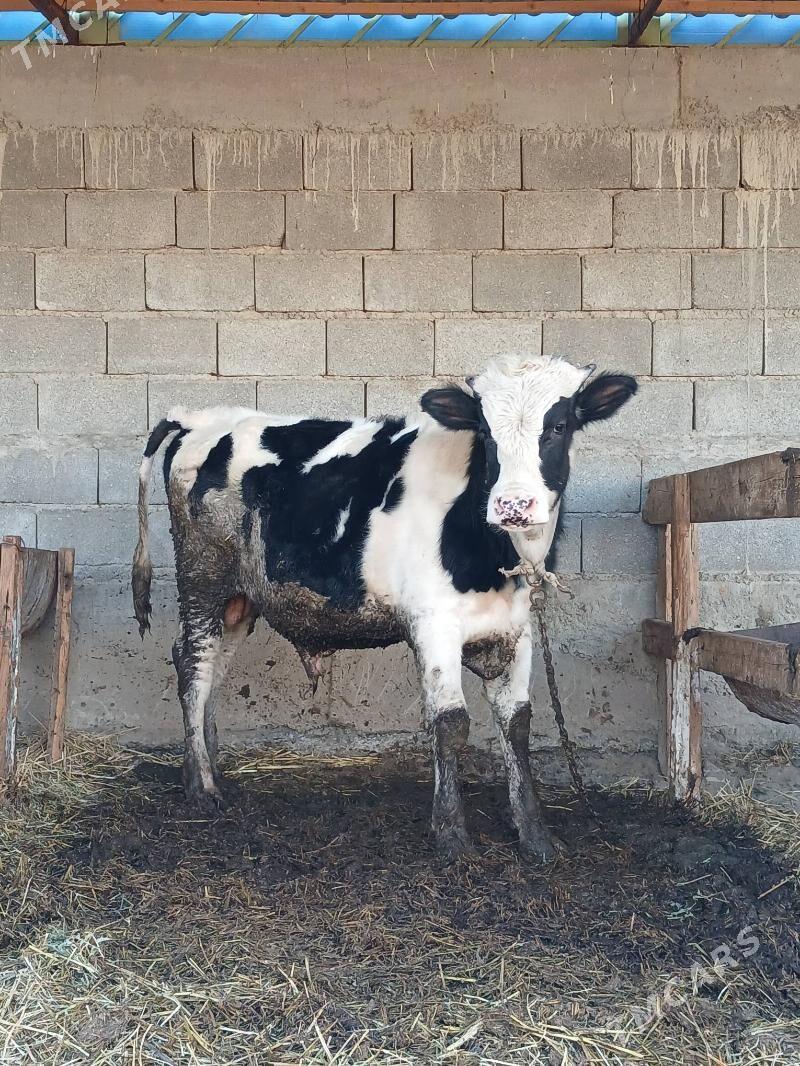 Okuz Galisdeyin - Гёкдепе - img 1