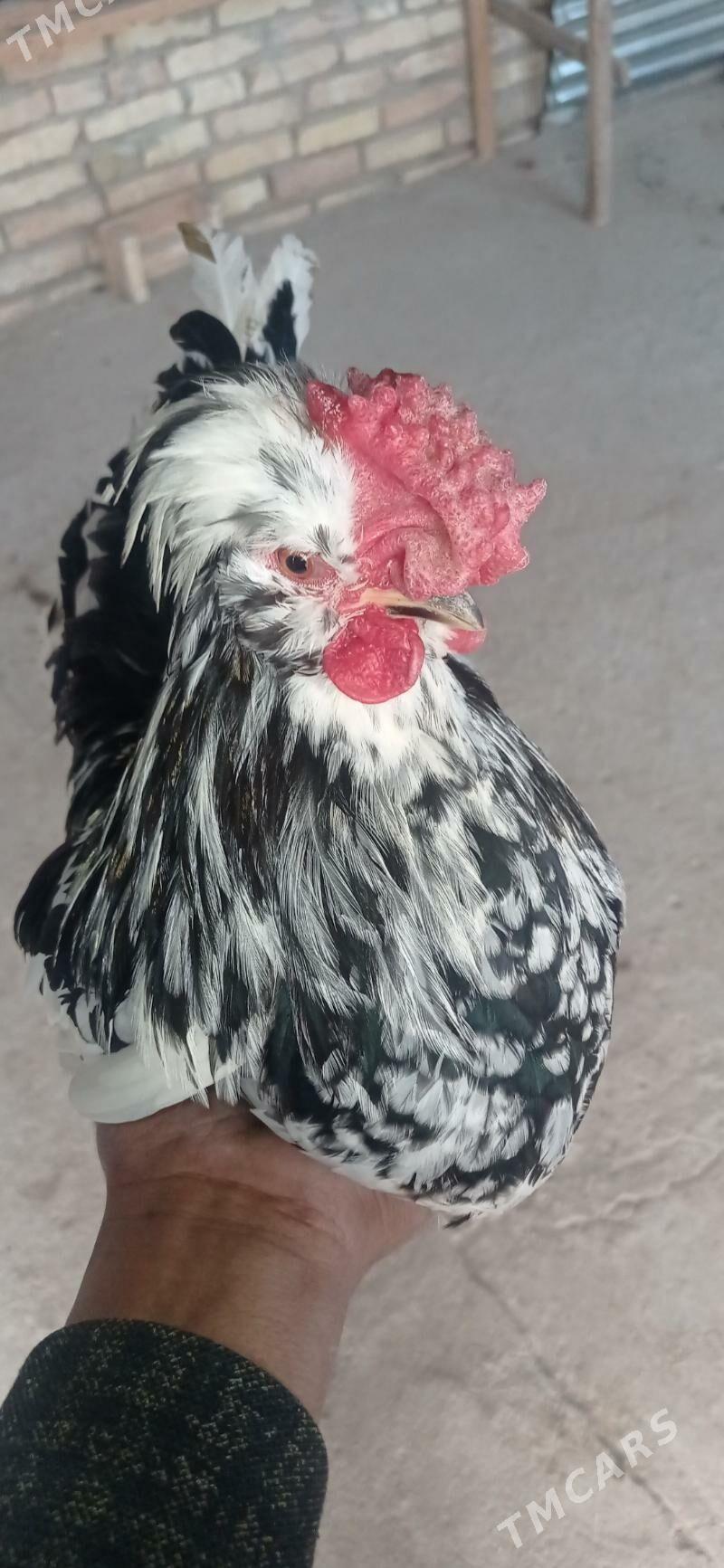 Karlik horaz - Гызыларбат - img 1