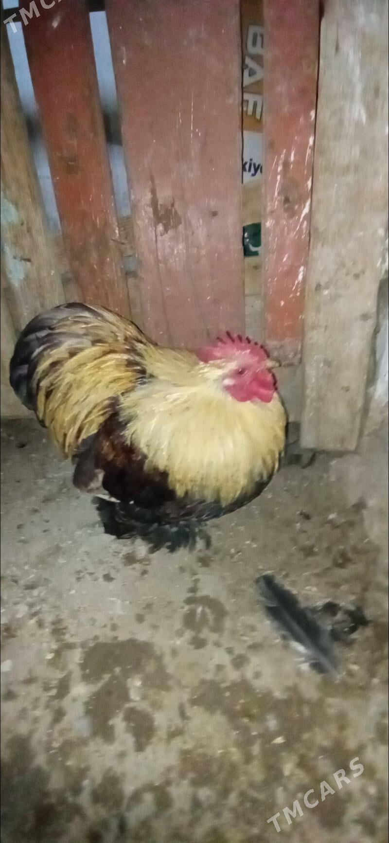 Karlik horaz - Gyzylarbat - img 1