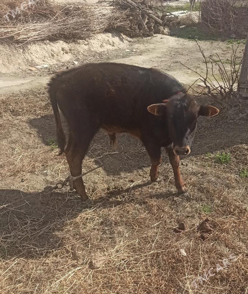 şwes öküz - Бузмеин - img 1