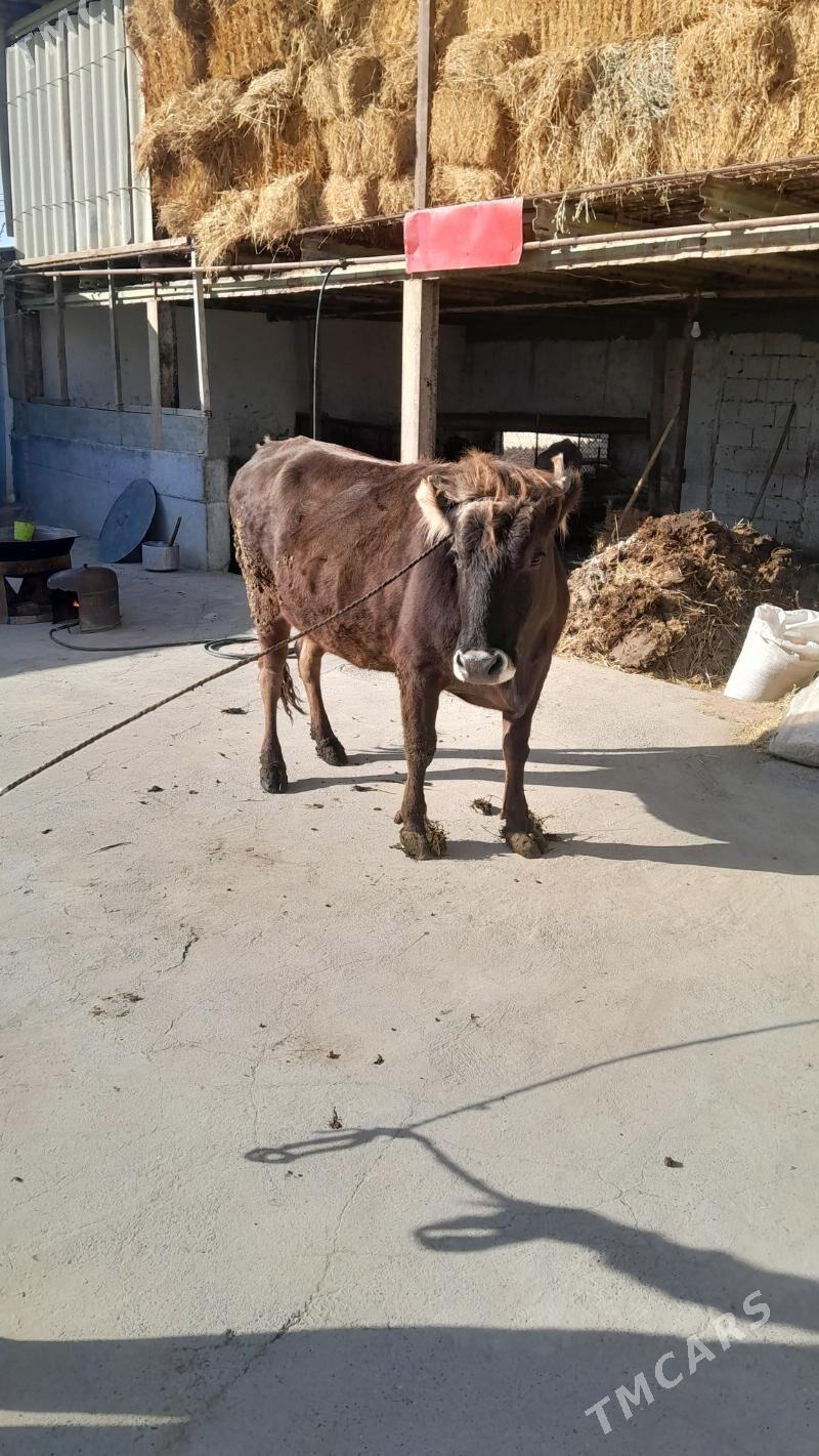 sygyr - Gökdepe - img 1