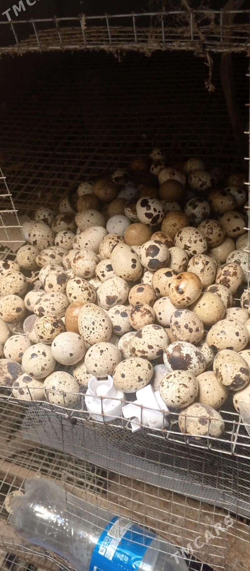 bedene - Бузмеин - img 1