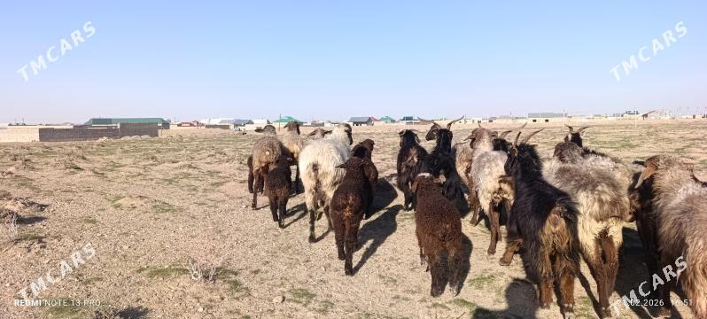 guzyly goyun - Гызыларбат - img 1