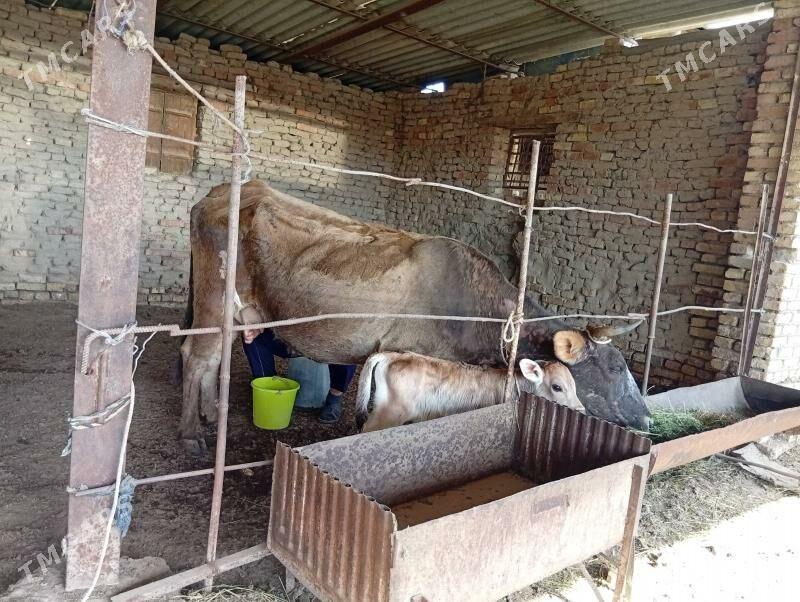 uly goleli sygyr - Wekilbazar - img 1