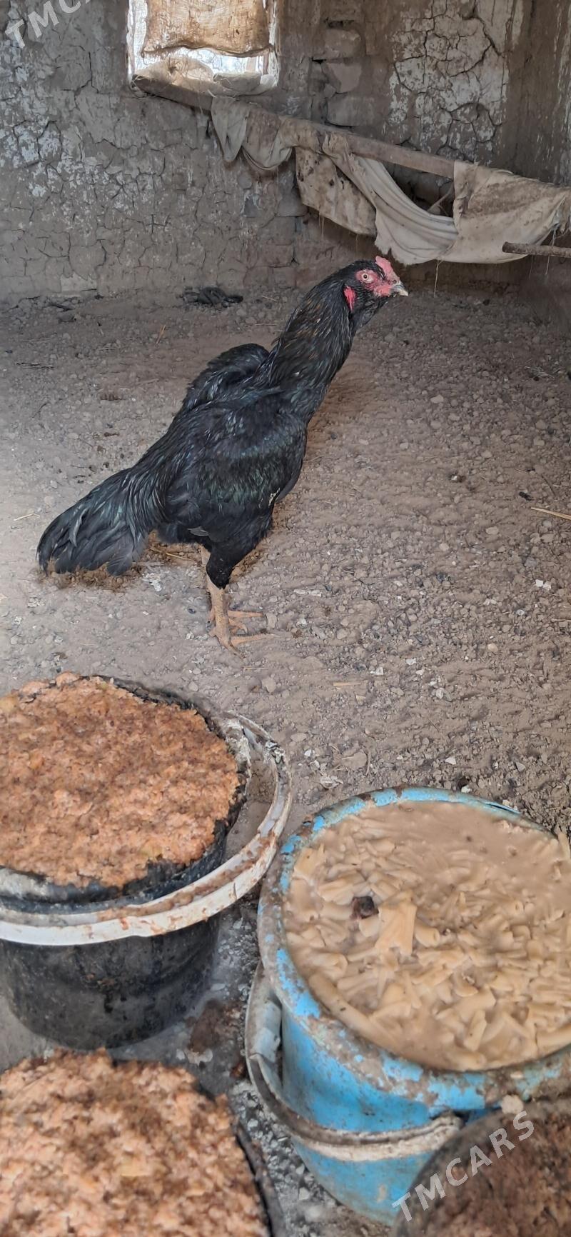 taskent - Бахарден - img 1