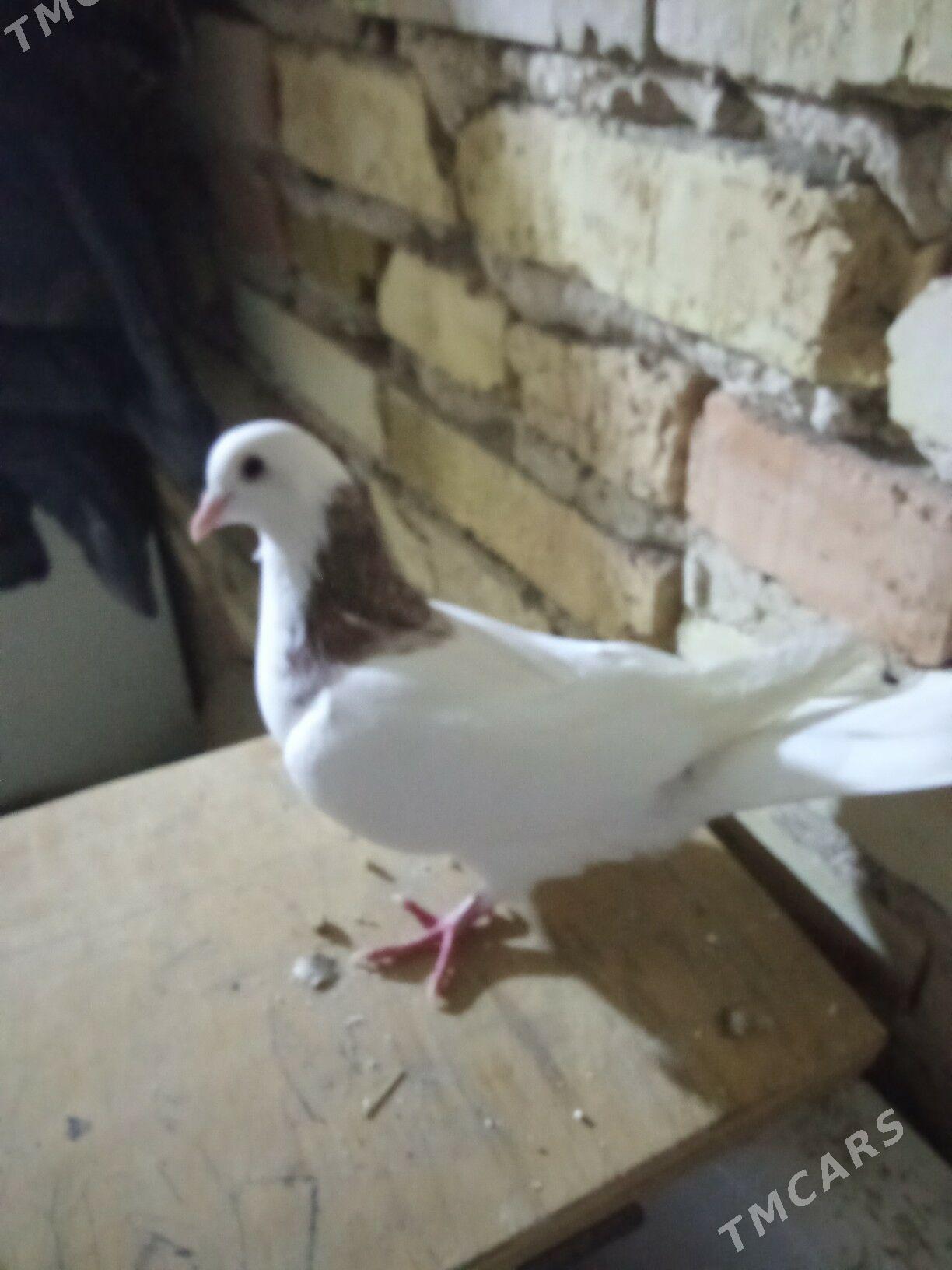 kepderi - Gyzylarbat - img 1