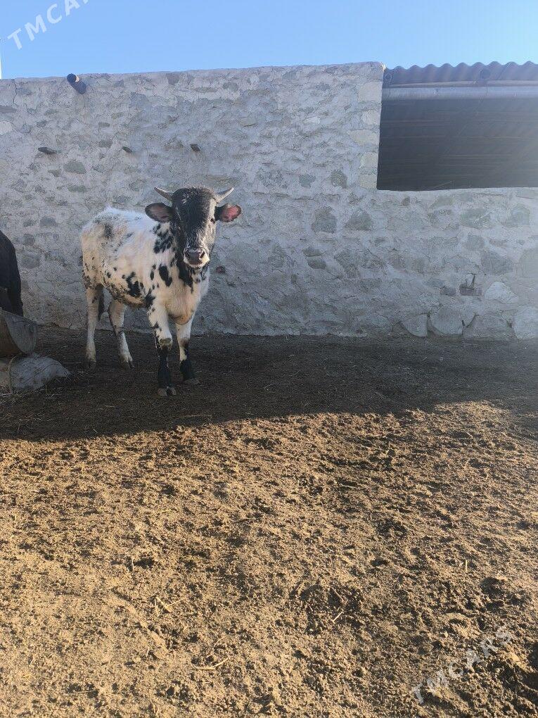 okiz - Bereket - img 1