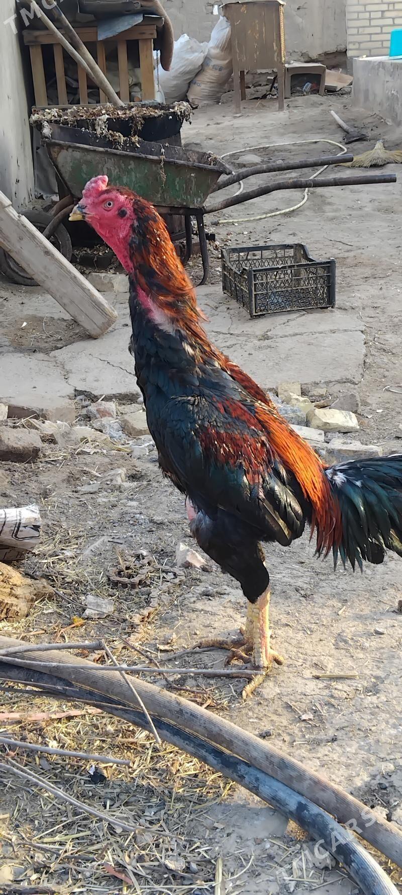 Horaz - Wekilbazar - img 1