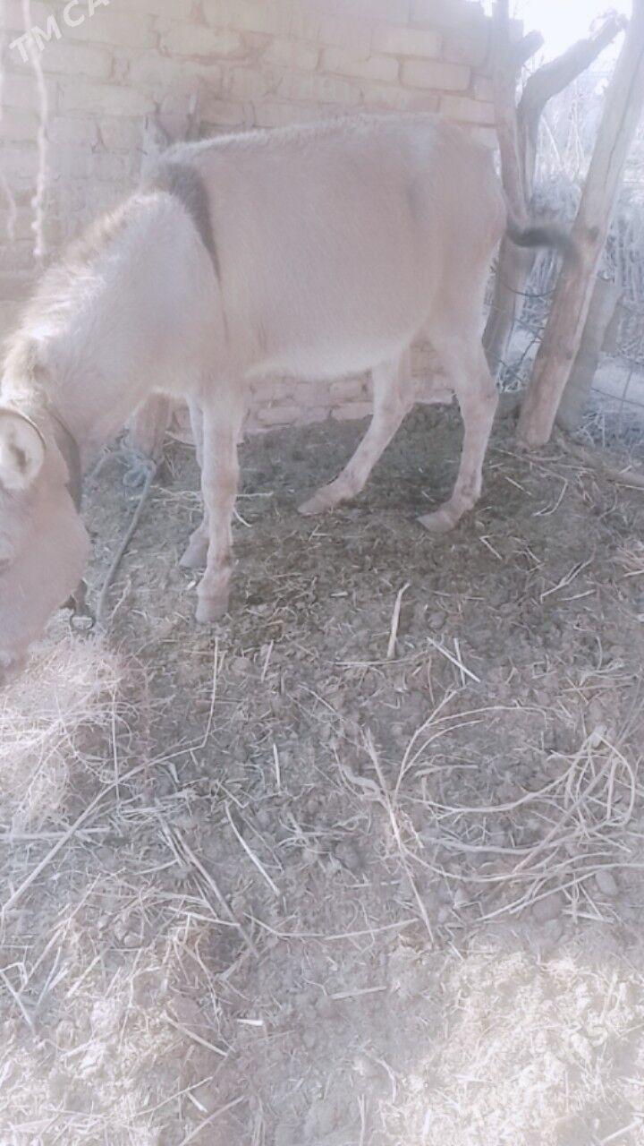 ugracy esek - Чарджоу - img 1