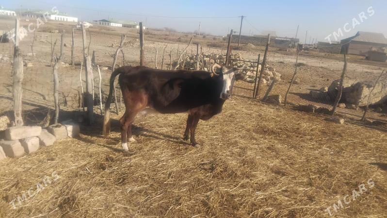 sygyr - Этрек - img 1