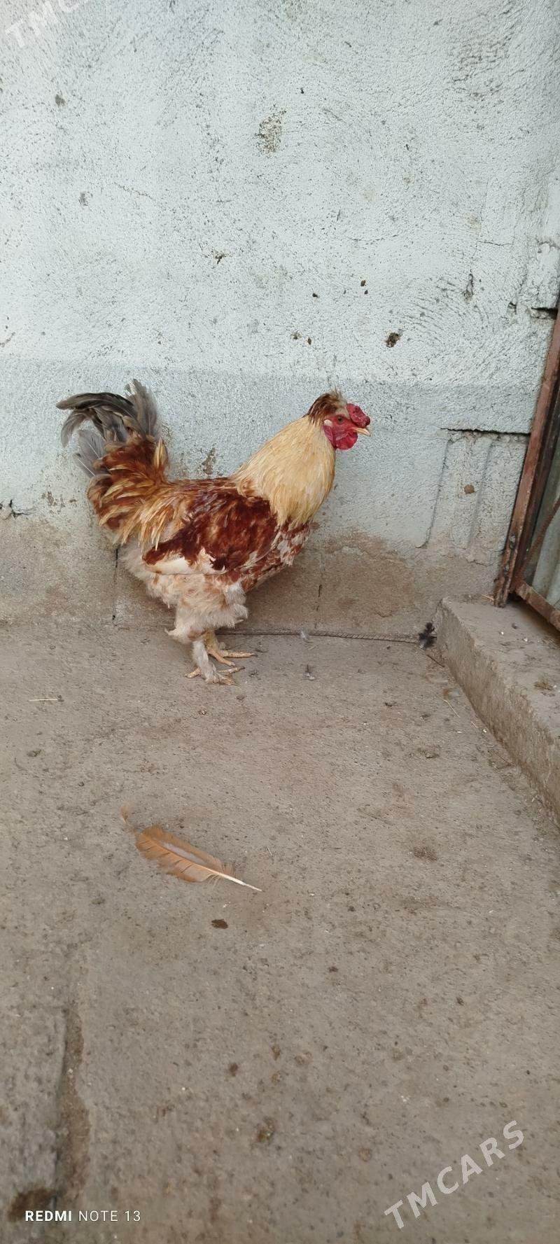 Balgar ýumurtga - Gökdepe - img 1