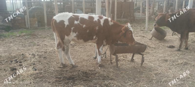 simental tuwe - Ашхабад - img 1