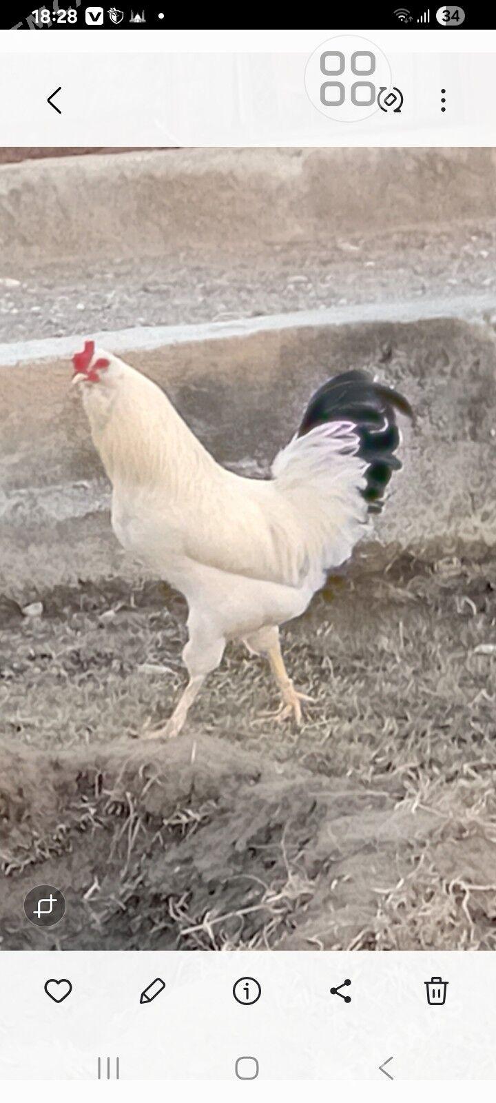 horaz - Gyzylarbat - img 1