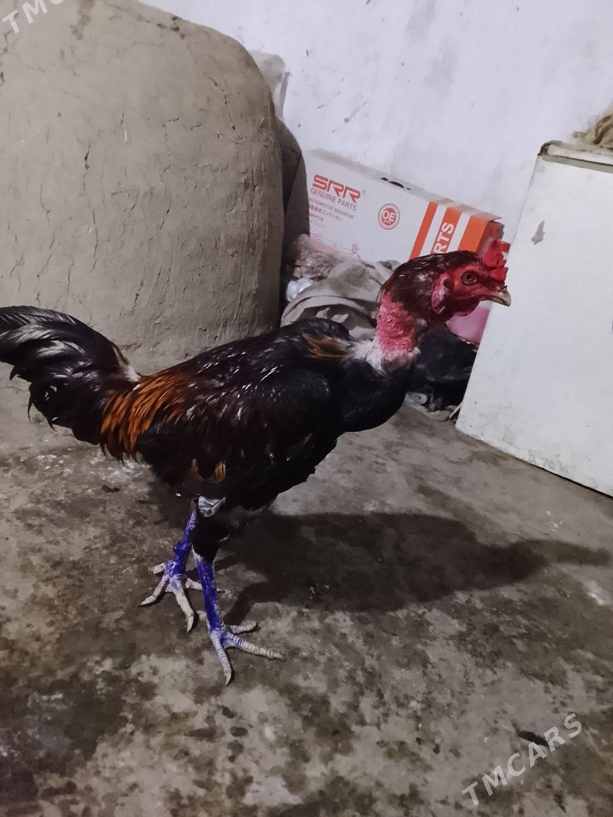 tovuk - Çärjew - img 1