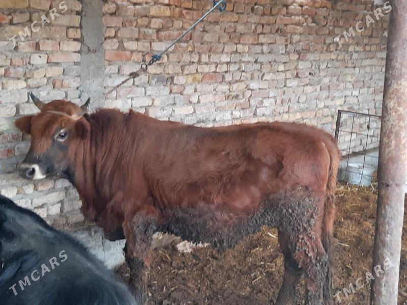 okiz soymaly - Туркменабат - img 1