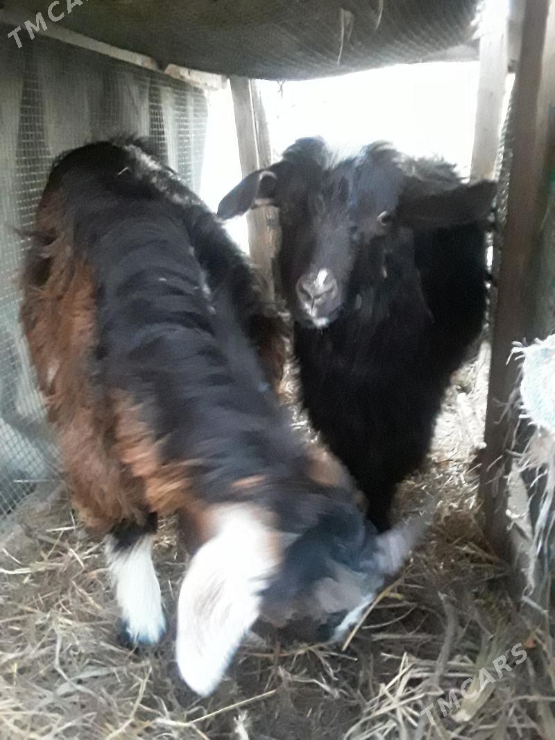 овлак - Чарджоу - img 1