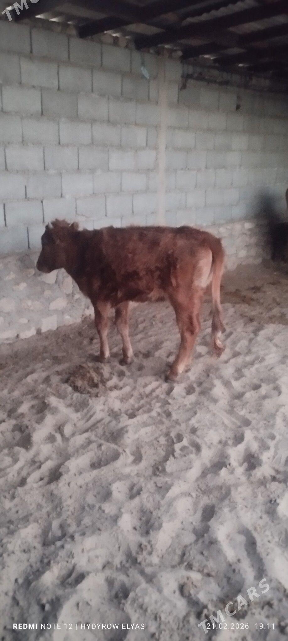 Gole - Балканабат - img 1