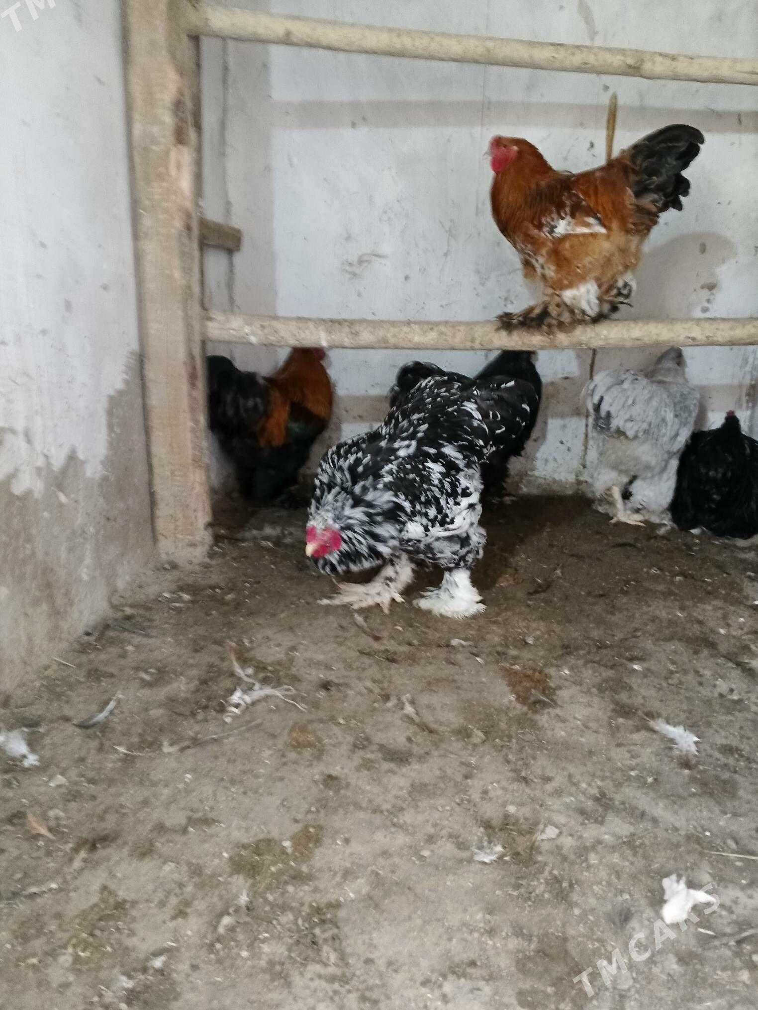 brama horaz - Дашогуз - img 1