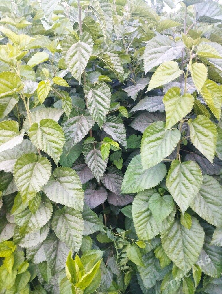 tut nahal hemde makilyura naha - Halaç - img 1