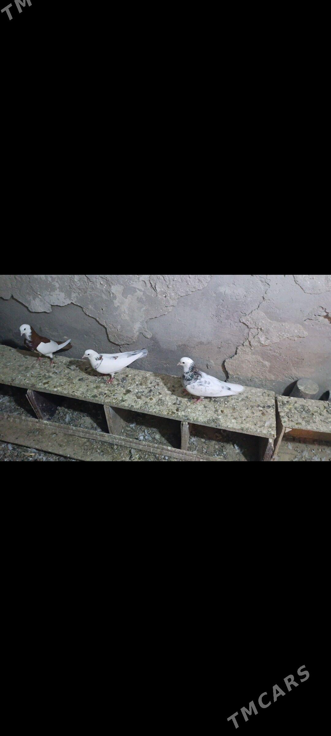 Kepderi - Türkmenbaşy - img 1