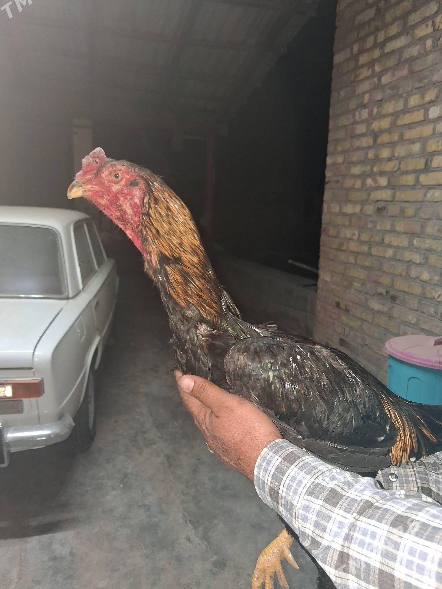 байсов хораз - Çärjew - img 1