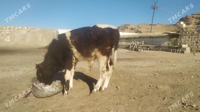 ökuzce poroda - Balkanabat - img 1