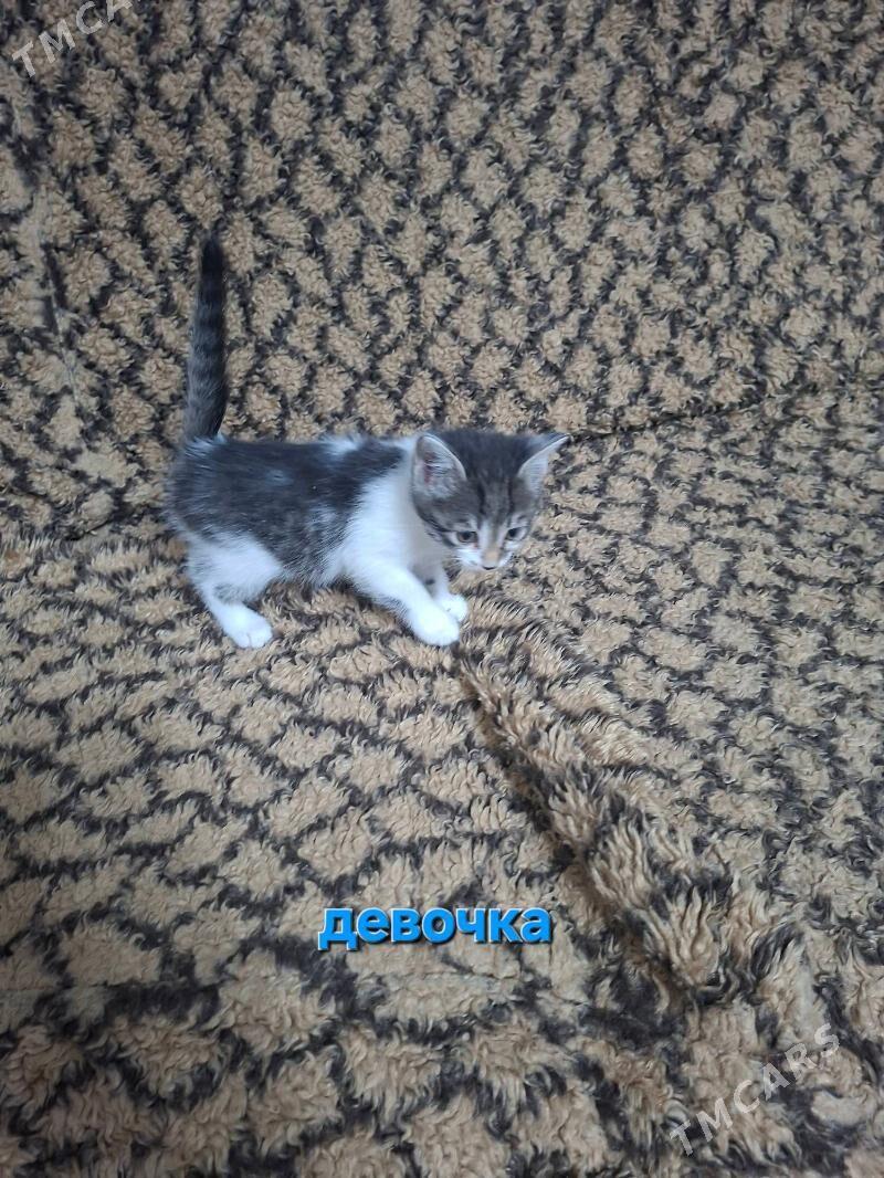 Котята в добрые руки - 3 мкр - img 1