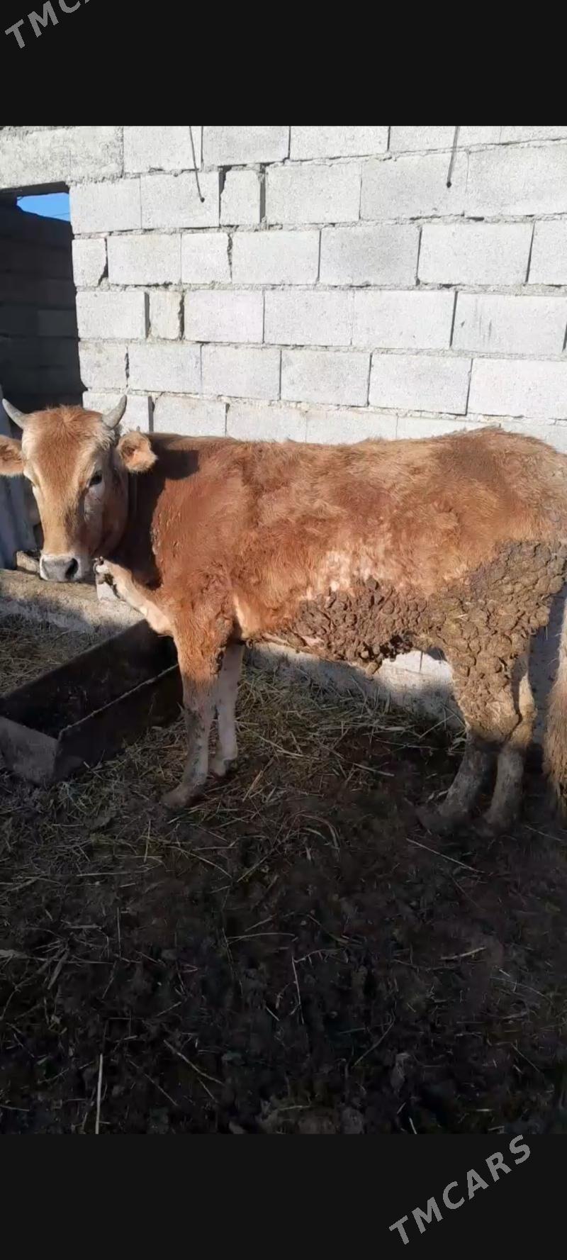 tuwe - Бахарден - img 1