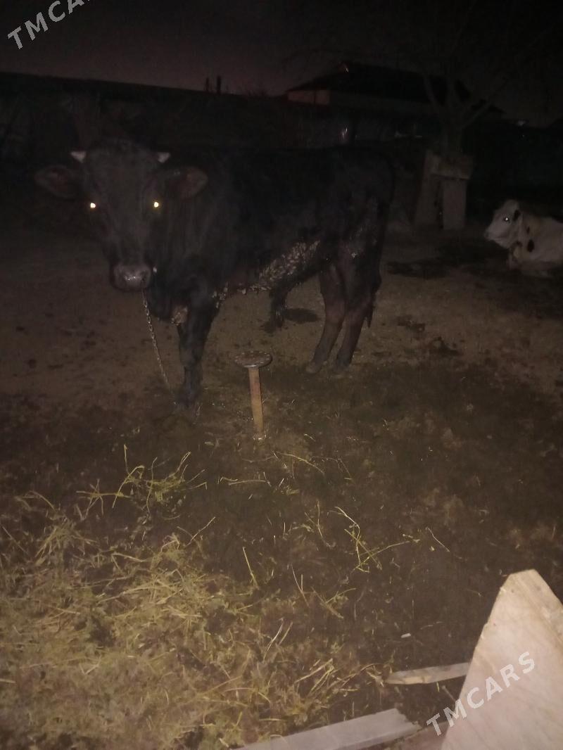 okuz - Ашхабад - img 1