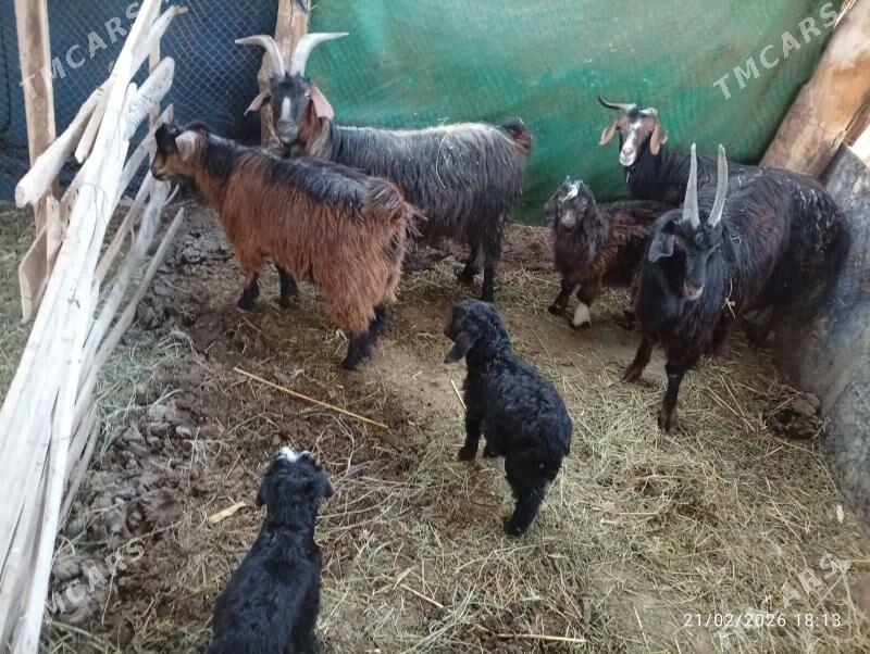 geçi - Mary - img 1