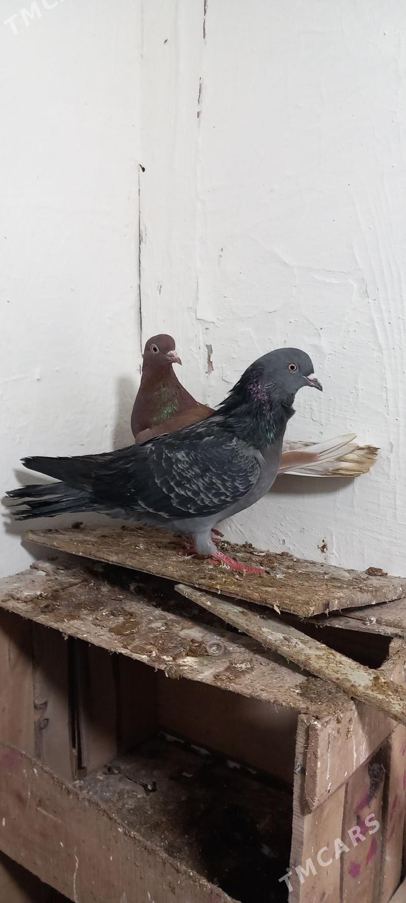 tutulan gus - Гызыларбат - img 1