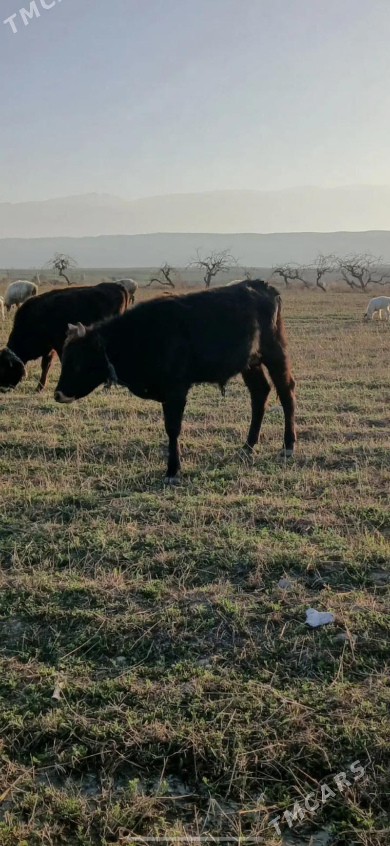 okuz - Gökje - img 1