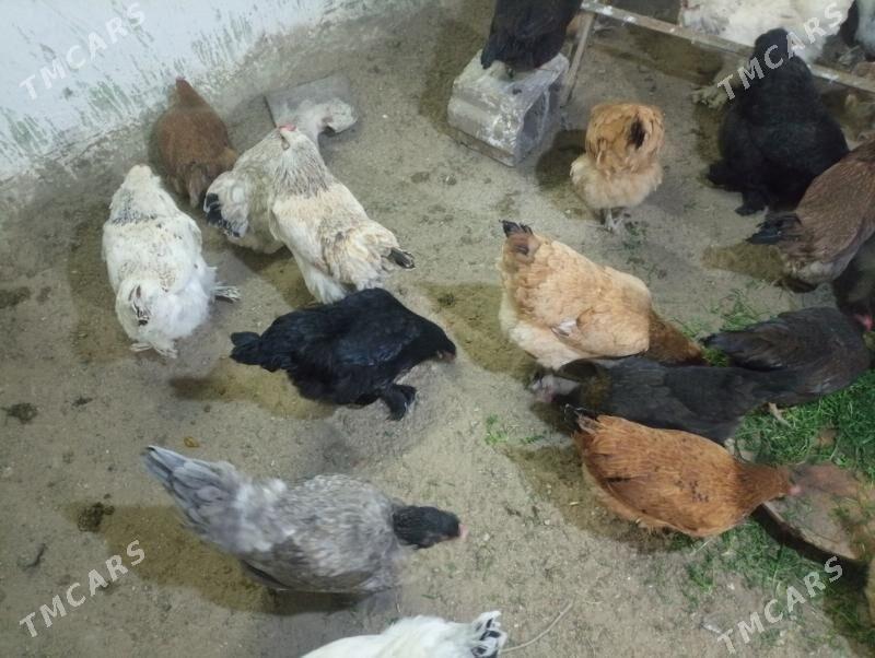 towuk - Балканабат - img 1