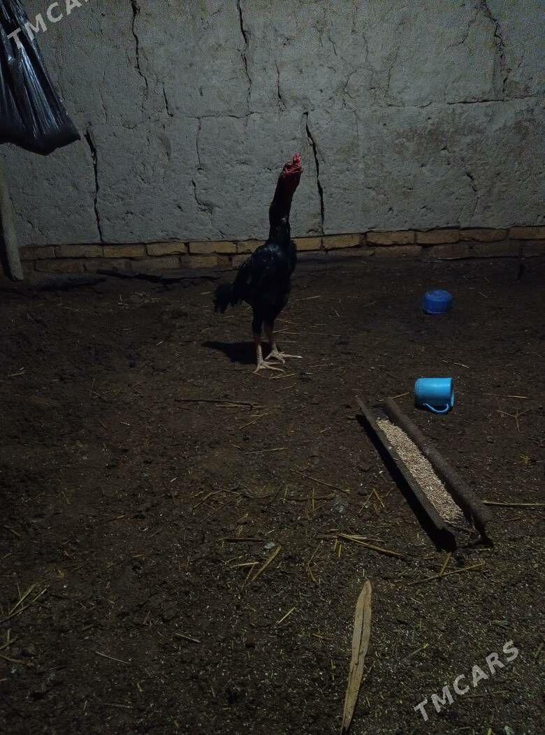 gus - Gurbansoltan Eje - img 1