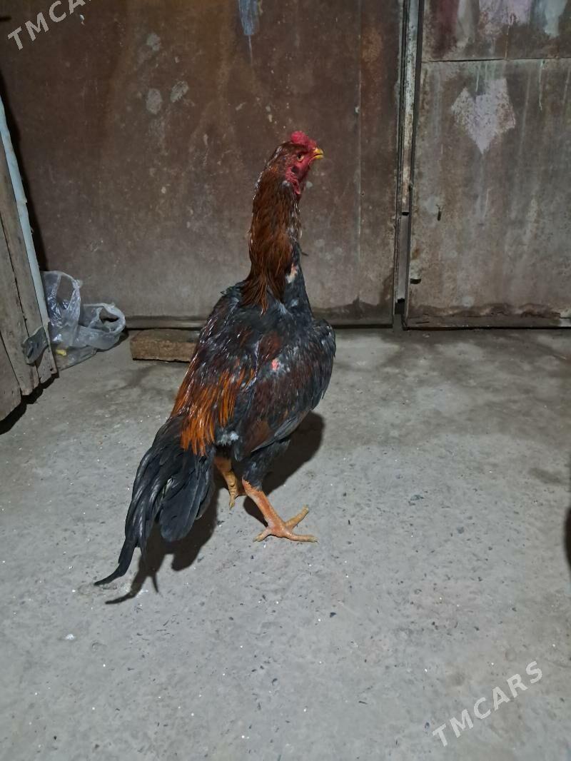 bayes - Çärjew - img 1