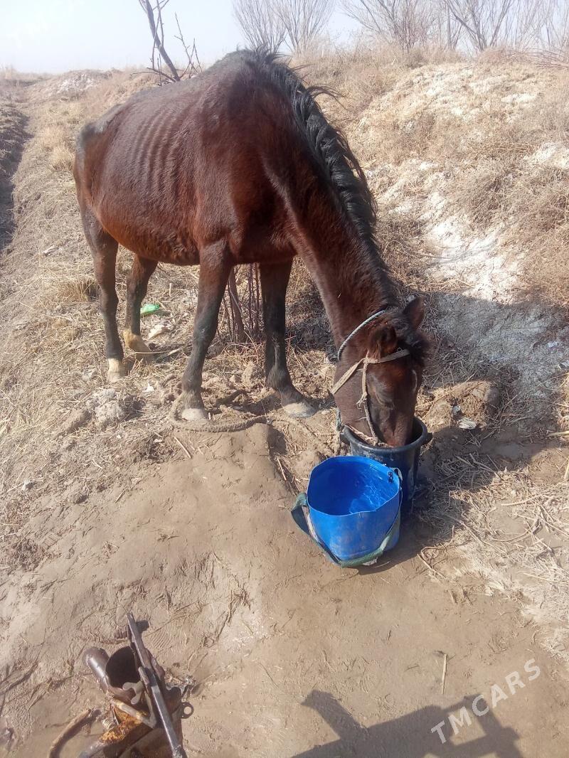 AtAt - Köýtendag - img 1