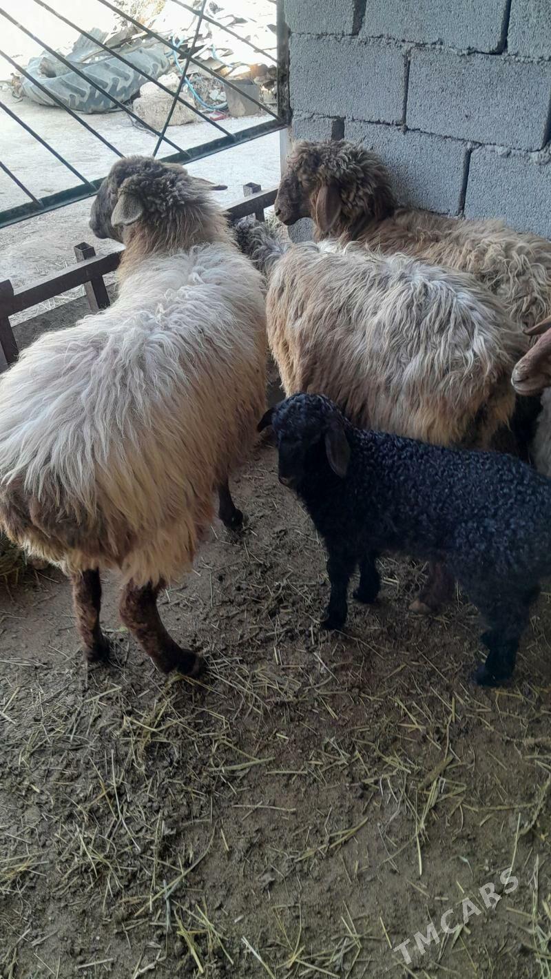 guzyly goýun oweç tokly - Bagyr - img 1