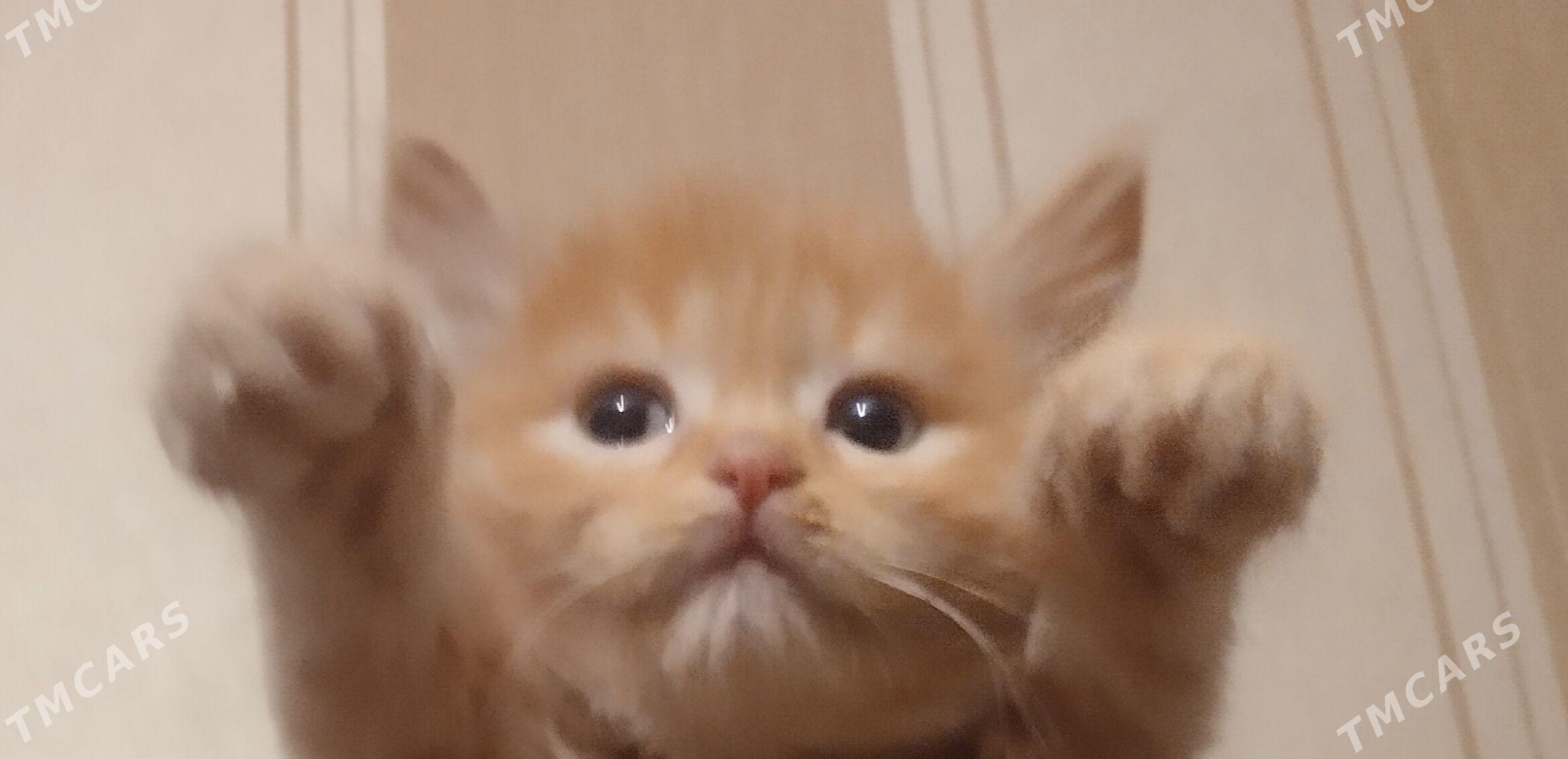 paroda 1 aylyk - Aşgabat - img 1