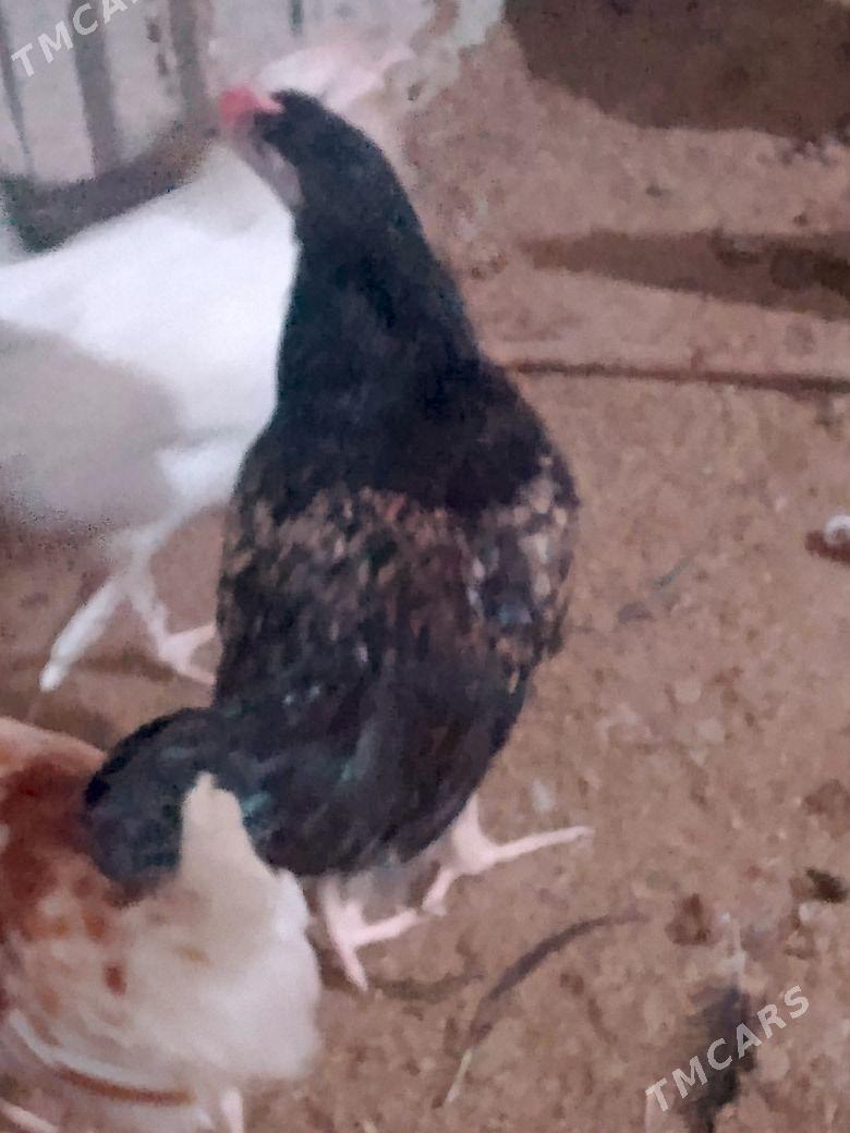 towuk juyje - Мургап - img 1