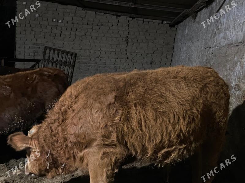 Simental öküz - Gökje - img 1