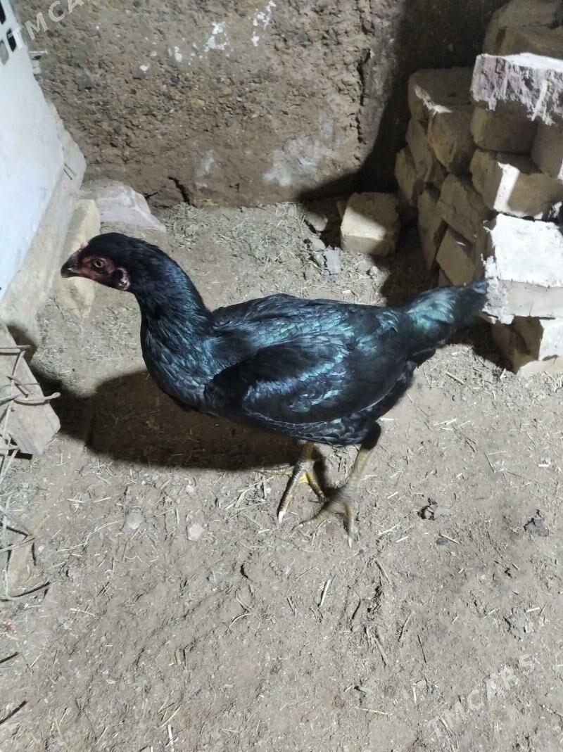 taskent maki - Tejen - img 1