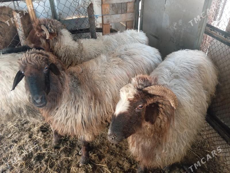 bogaz goyun - Aşgabat - img 1