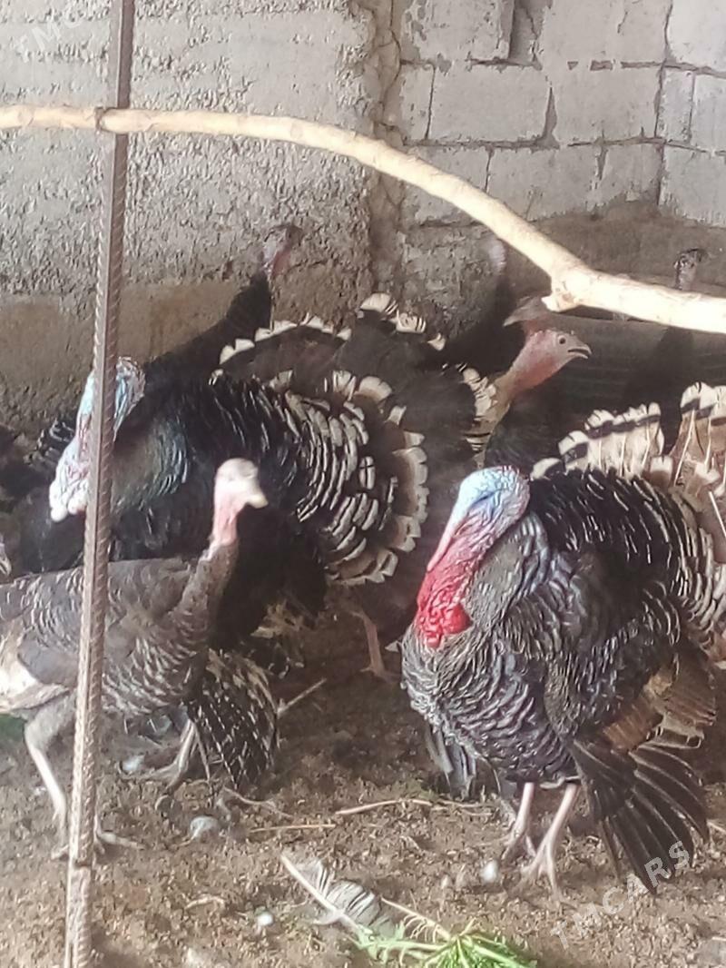 Induk - Бузмеин - img 1