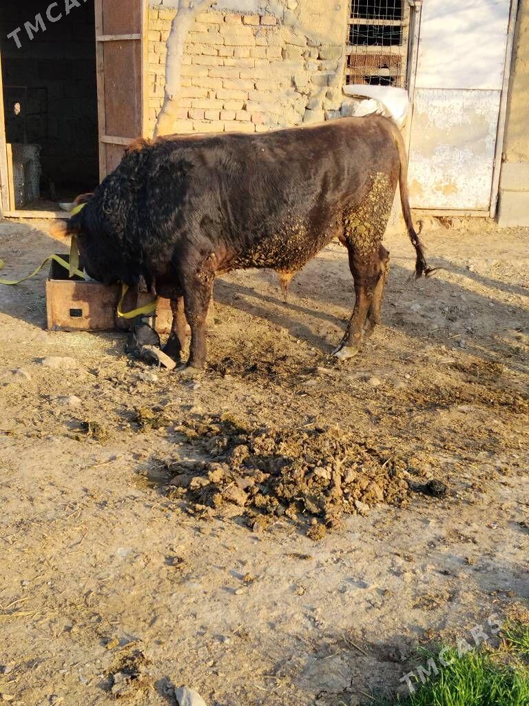 OKUZ GIBRIT - Bäherden - img 1