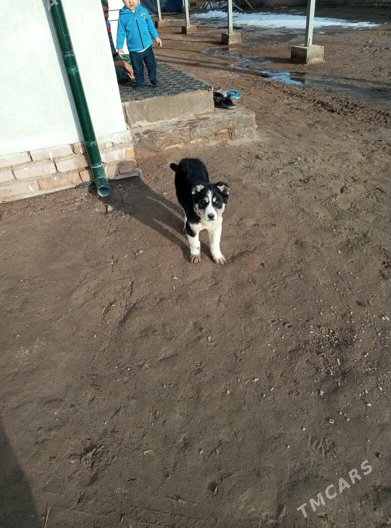 Muhammet - Гурбансолтан Едже - img 1