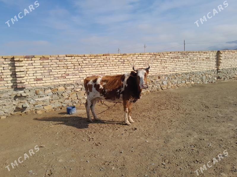 alaja - Берекет - img 1