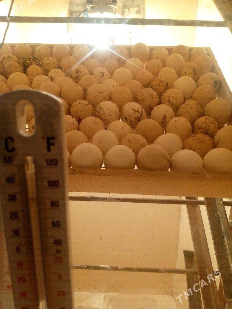 inkubatyr - Дашогуз - img 1